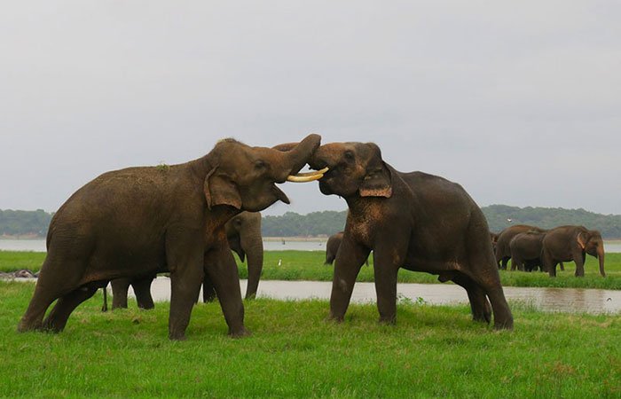 Kaudulla National Park